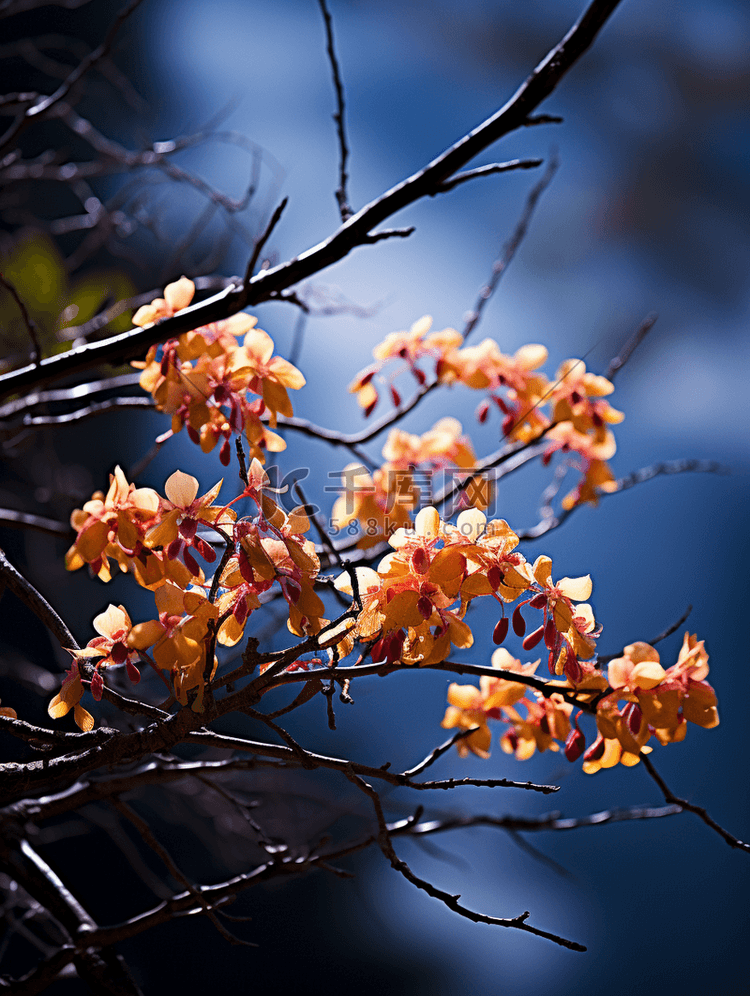 桂花树桂花枝摄影