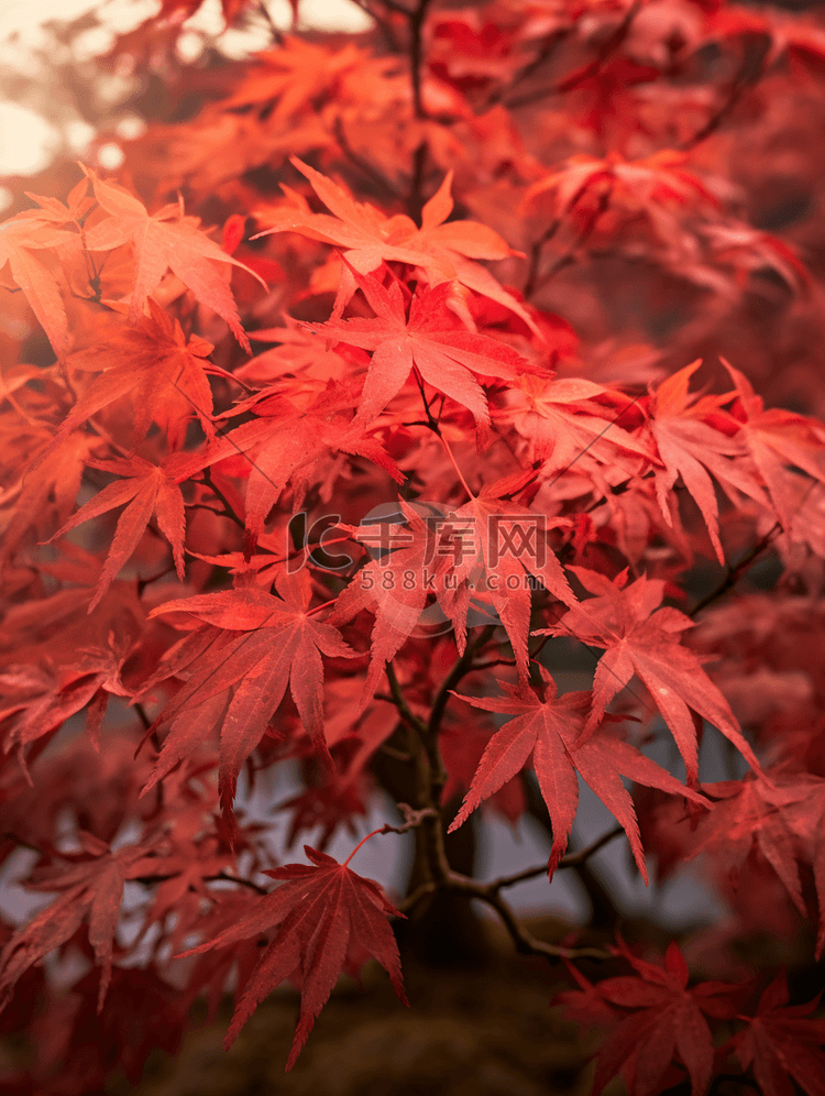 秋天的枫树林摄影