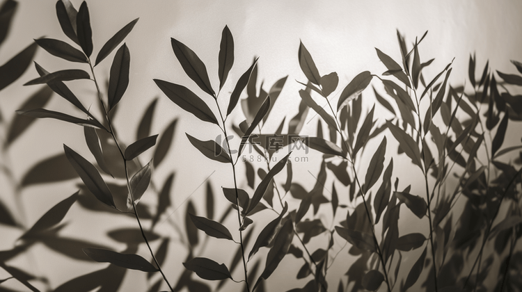 白色墙壁背景上树叶的抽象影子