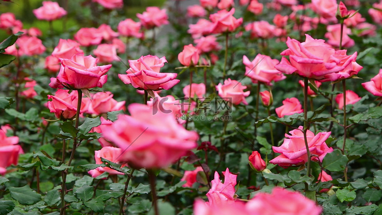 春天里盛开的粉色月季花花海