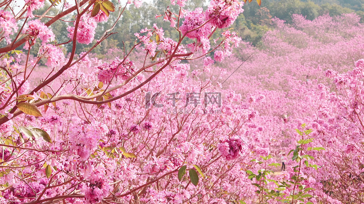 浪漫春天漫山遍野盛开粉色风铃花