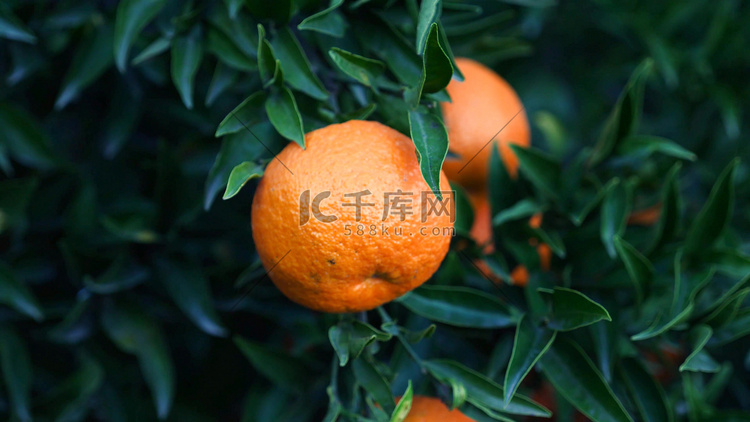实拍挂在枝上的新鲜水果橙子
