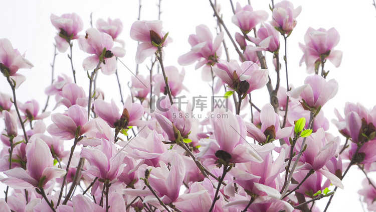 实拍春天植物花朵紫色玉兰花