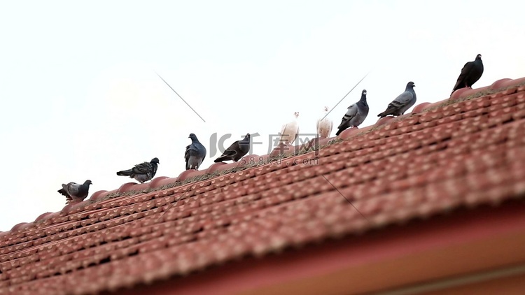 屋檐上的鸽子群