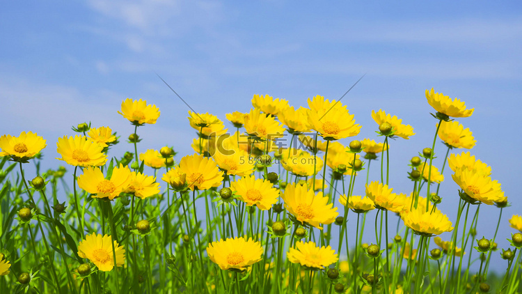 实拍蓝天背景金鸡菊唯美夏季花朵