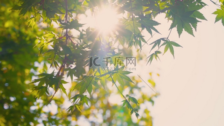 实拍初夏风景阳光透过枫叶