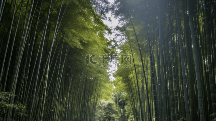 杭州植物园竹子竹林