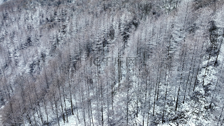 航拍雪山中的雪松