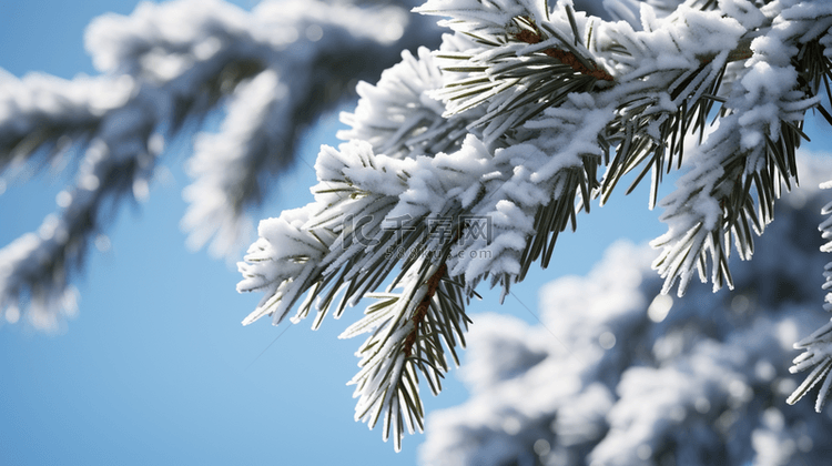 冬季下雪的松树植物背景7