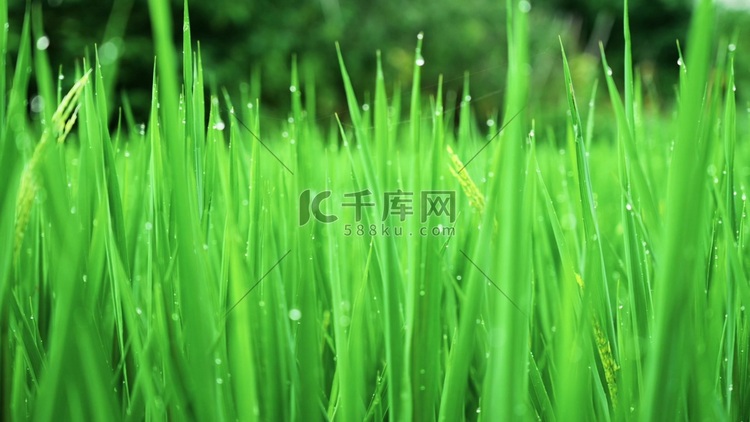 雨后绿油油的水稻农作物唯美农业