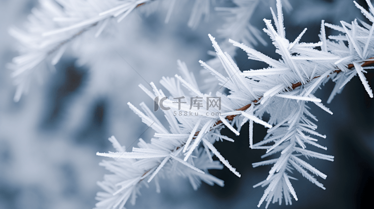 冬季雾凇植物质感背景14