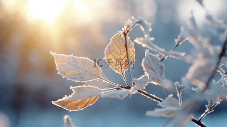 冬天早晨森林里雪花和冰雪覆盖的