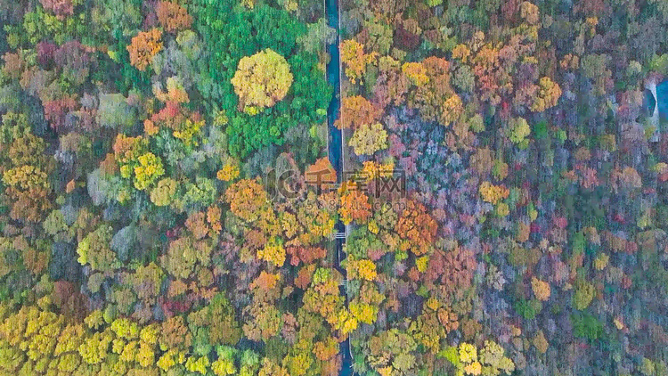 航拍秋天风景缤纷森林