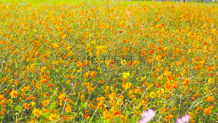 实拍秋天风景花朵百日菊花