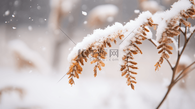 冬季被冰雪覆盖的枝叶冬季