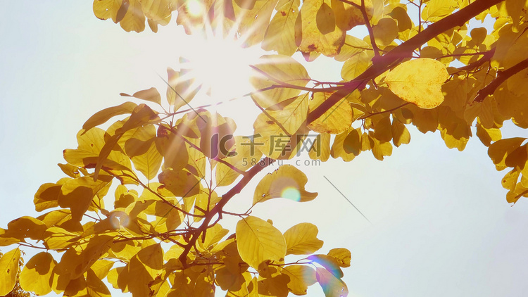 拍摄秋天树叶透光意境