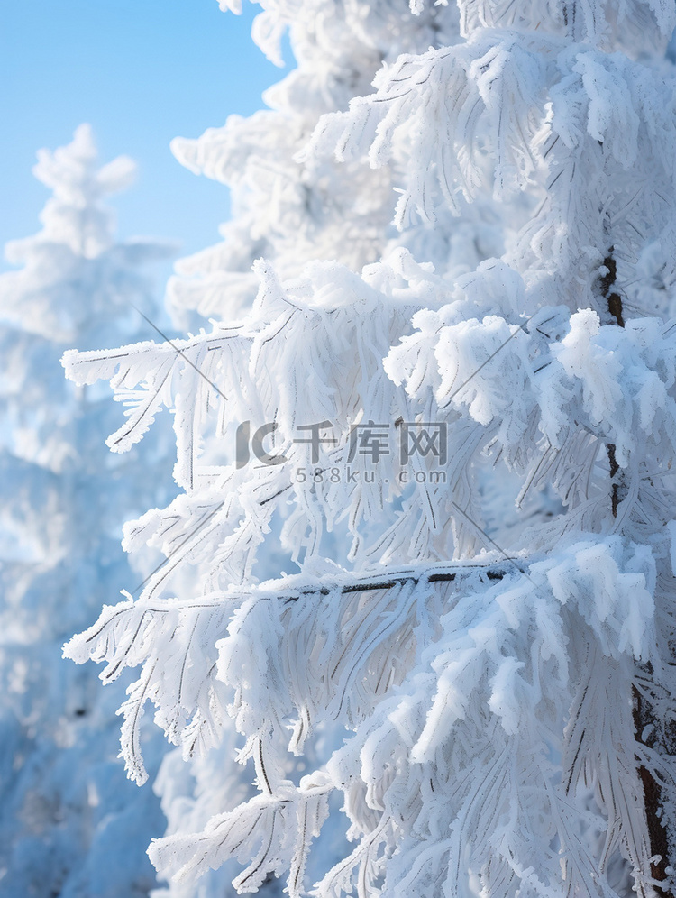 雪松冬天积雪雪景15