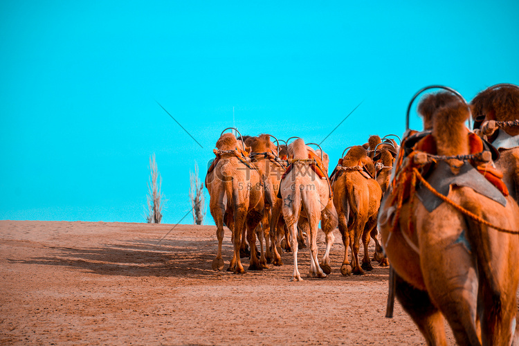 沙漠旅游骆驼驼队