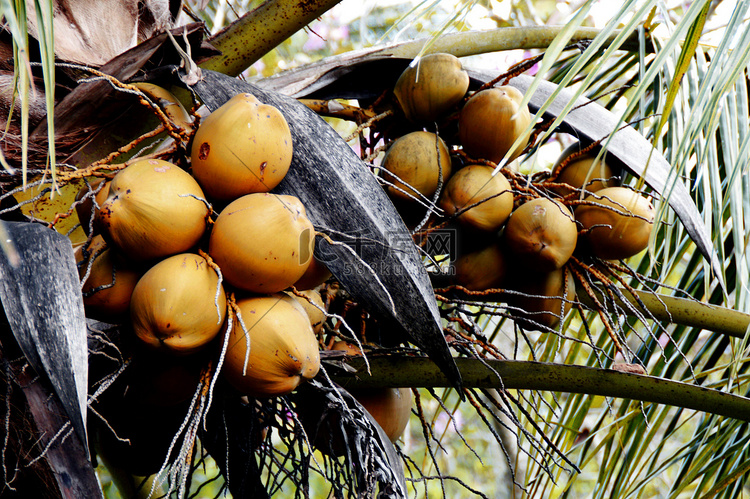 海南水果椰子树图片