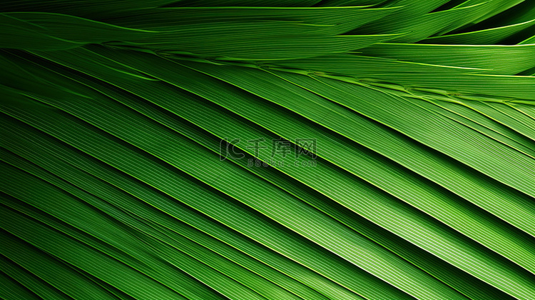棕榈叶纹理天然热带绿叶5