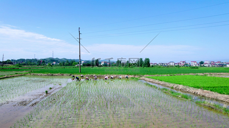 实拍农民种地插秧栽禾苗田园风光