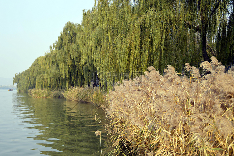 湖水柳树芦苇风景高清图摄影图