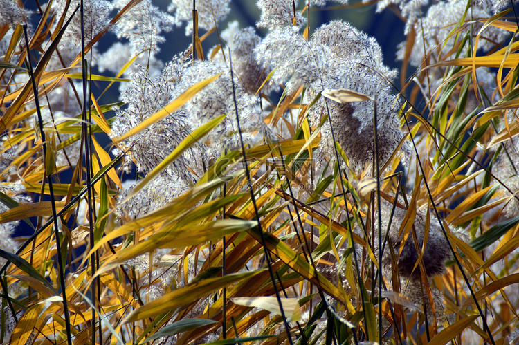 秋天的芦苇丛芦苇花图片