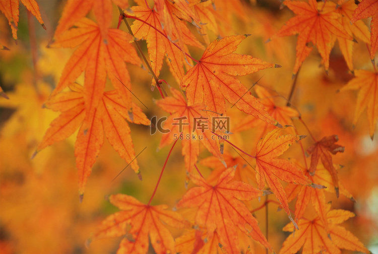 秋天深秋枫叶树红了金黄植物摄影