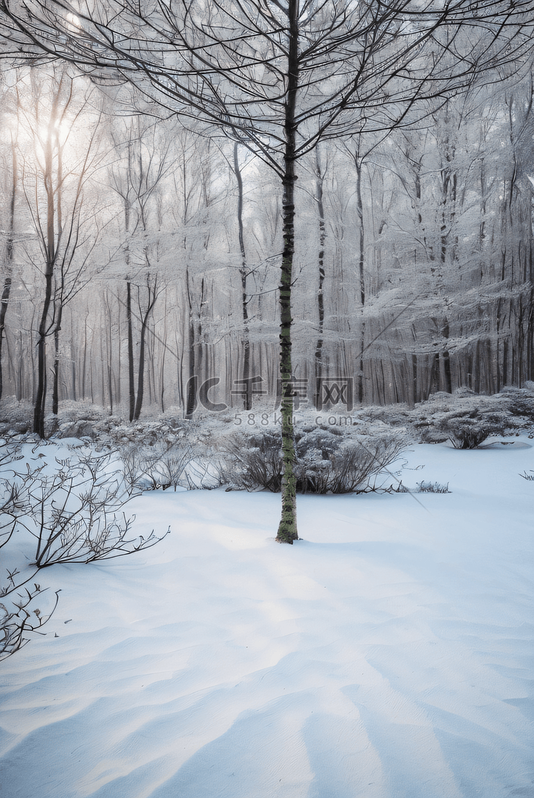 下雪天树林里的积雪图片9