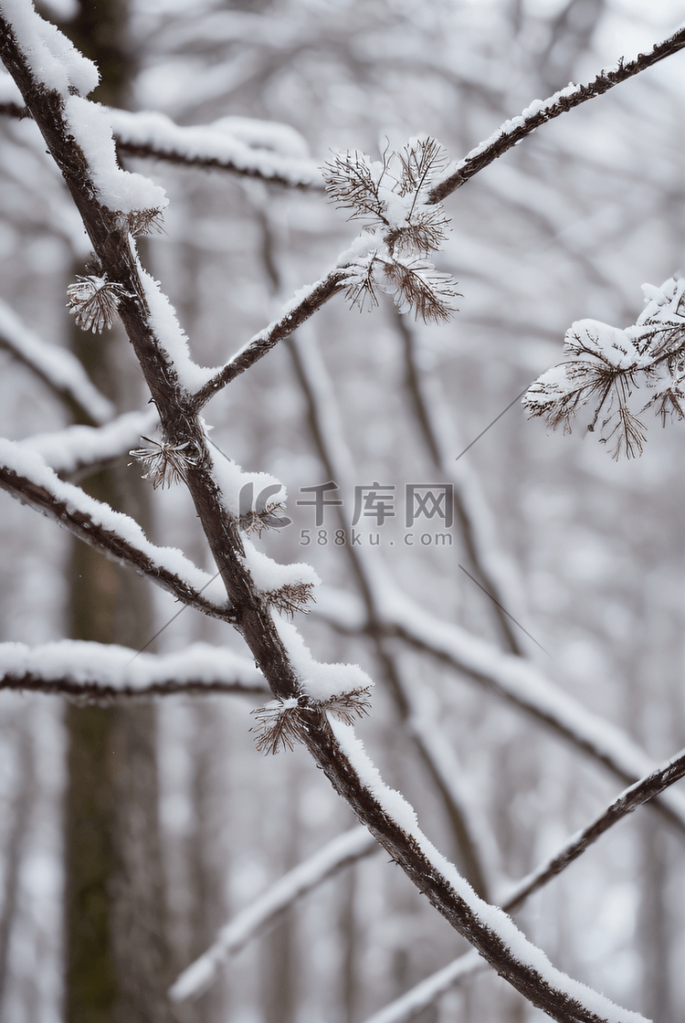 下雪白天树枝上的积雪图片01