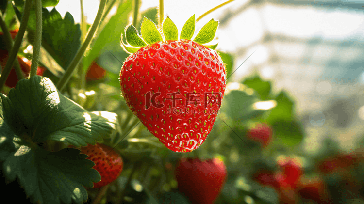 新鲜成熟的草莓特写