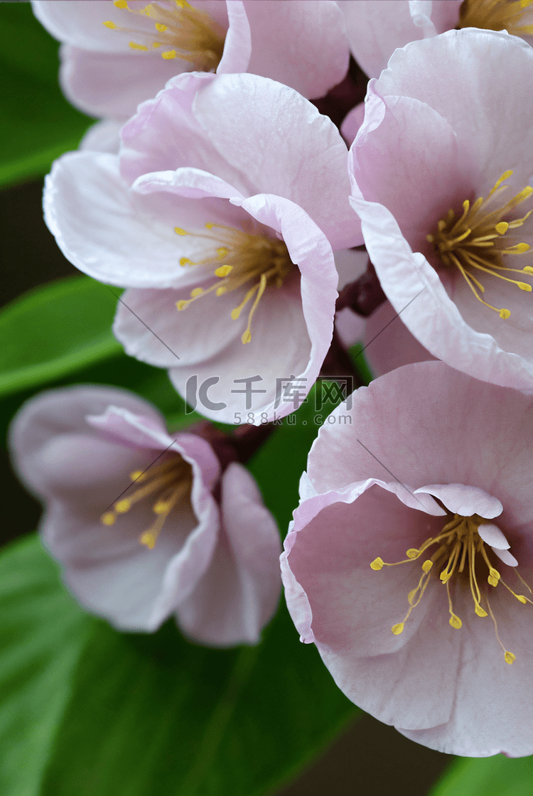 春天盛开的粉色桃花图片77