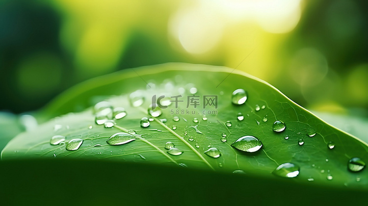雨水滴在绿色的叶子10背景图