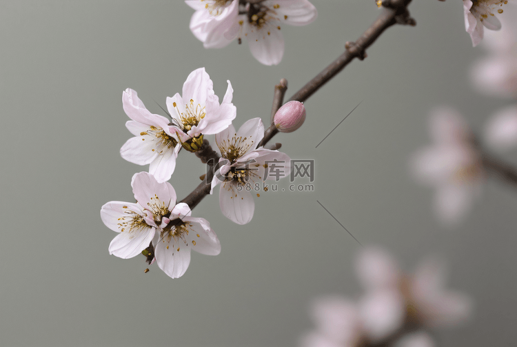 春天立春粉色桃花盛开图高清图片