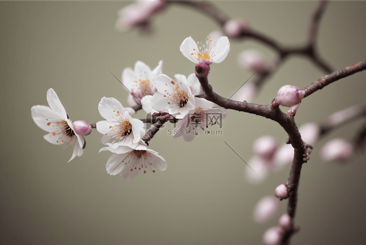 春天立春粉色桃花盛开图10摄影图