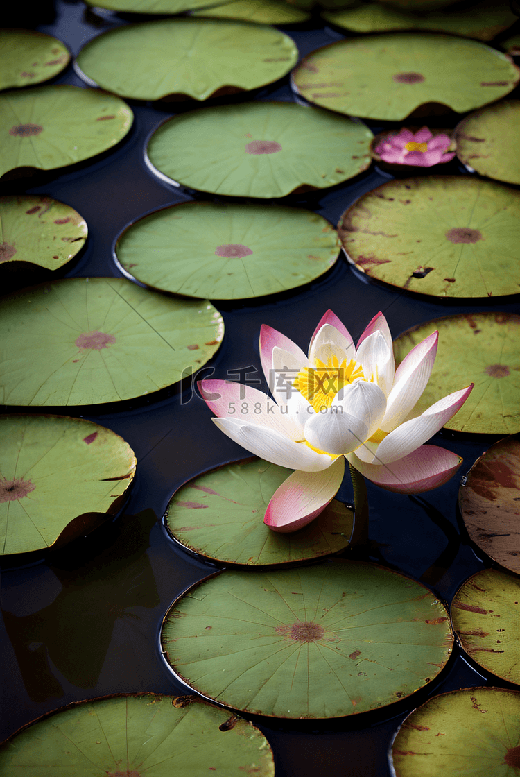 夏日池塘里的荷花盛开着鲜艳花朵