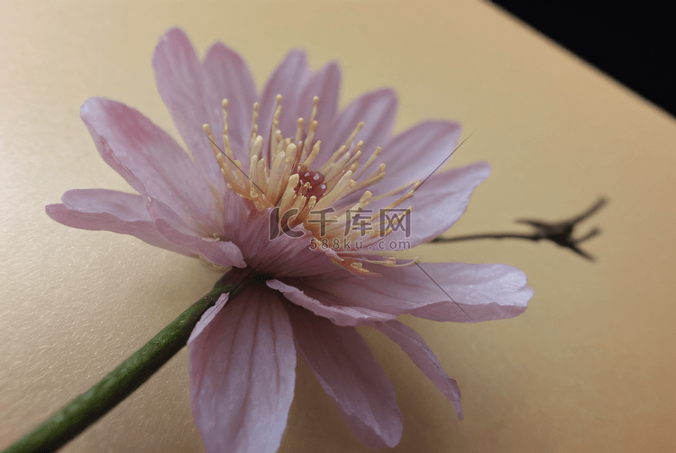 春日粉色桃花盛开图1摄影图