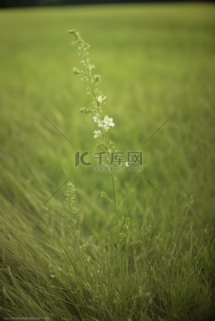 草地上一朵娇艳的小花朵春天摄影