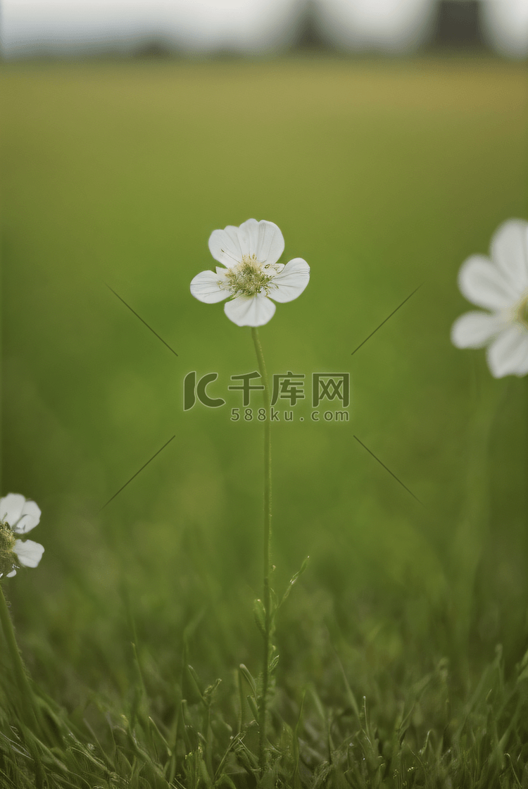 草地上一朵娇艳的小花朵春天图片