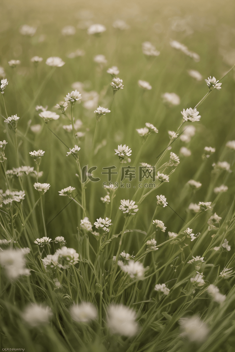 春天草地上的野草野花图片1