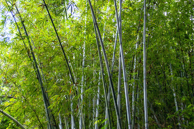 春天茂密清脆的竹林植物高清图片