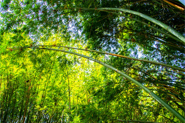 竹林里拔节的竹子高清图片