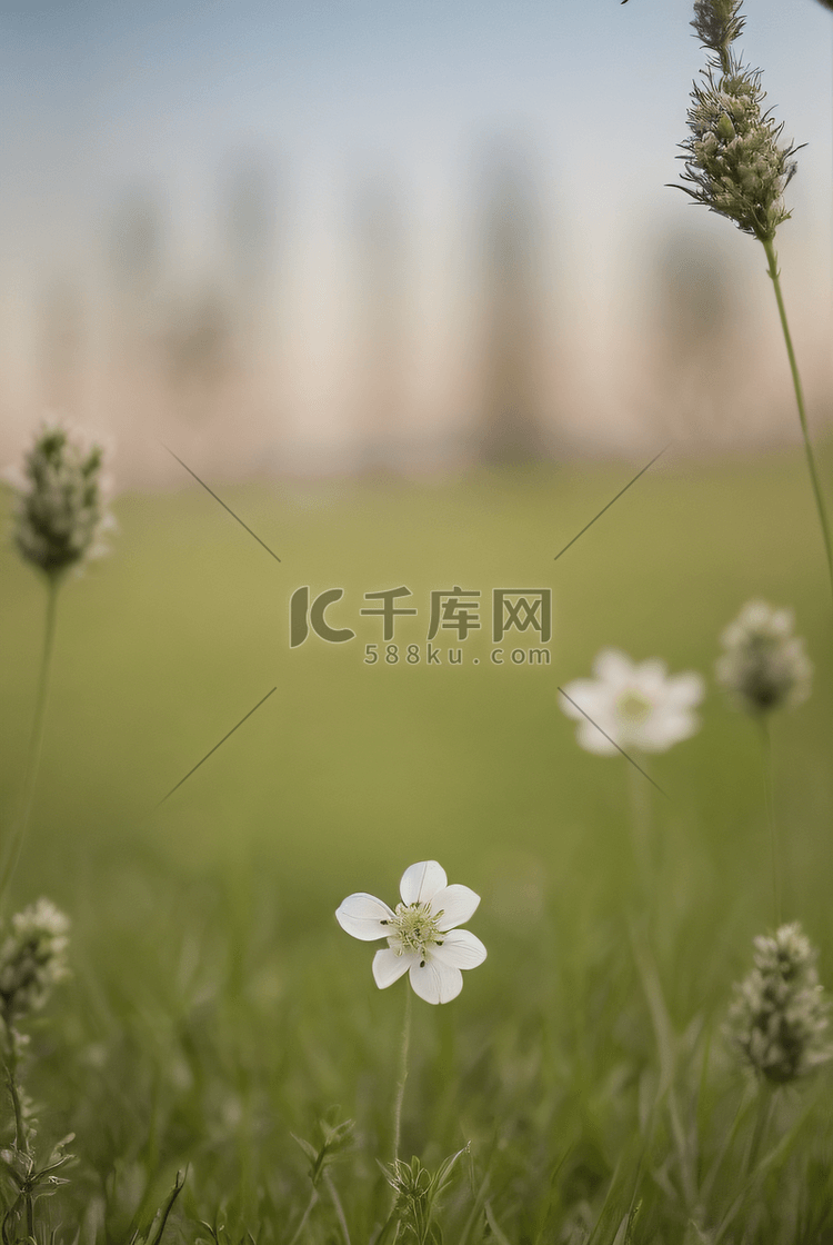 草地上一朵娇艳的小花朵春天图片