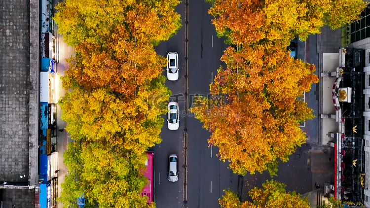 航拍秋天风景城市道路两旁梧桐叶