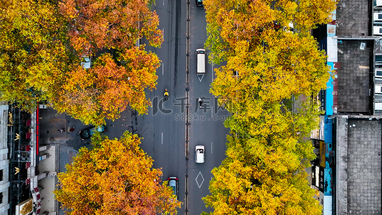 航拍秋季风景城市道路两旁梧桐叶