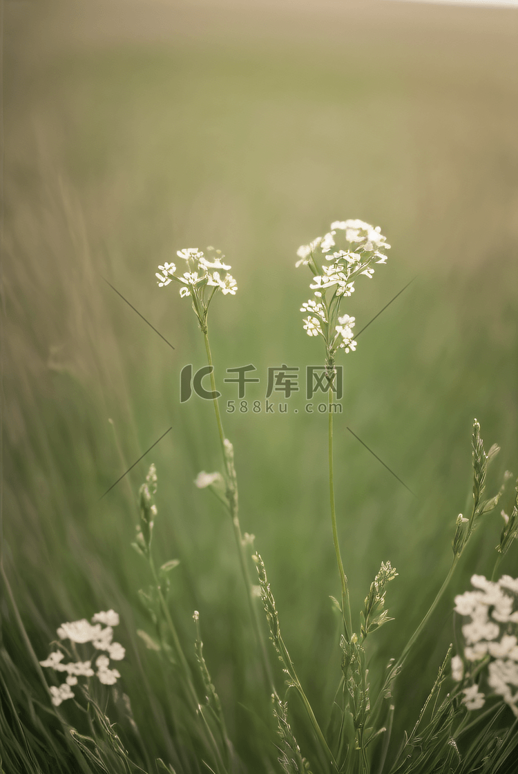 春天草地上的野草野花图片29