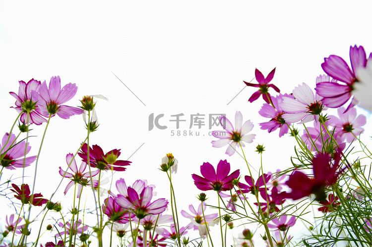 纯白背景多彩的格桑花花朵图片