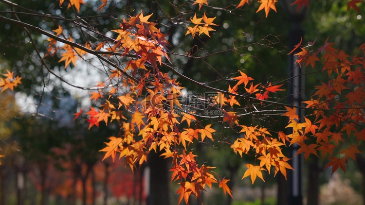 秋天黄枫叶红枫唯美透光意境风景