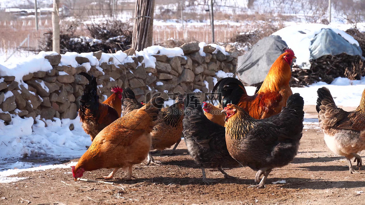 乡村冬天公鸡动物觅食
