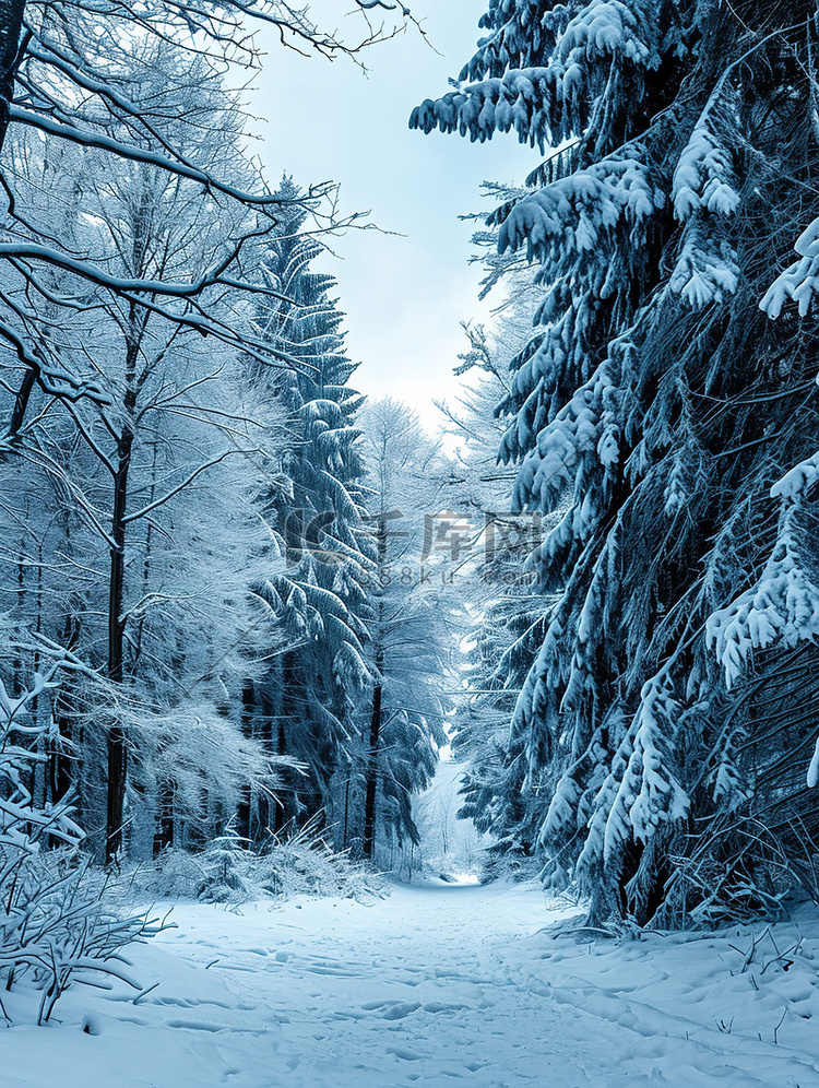 冬天的森林雪覆盖的树枝背景图